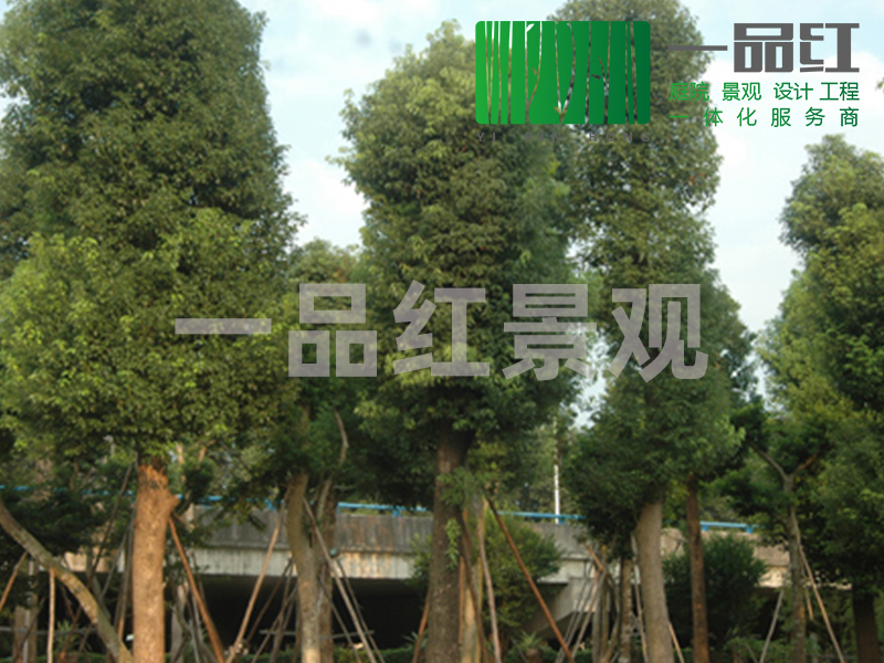 绿化树-樟树