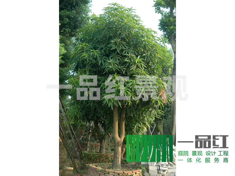 供应芒果树