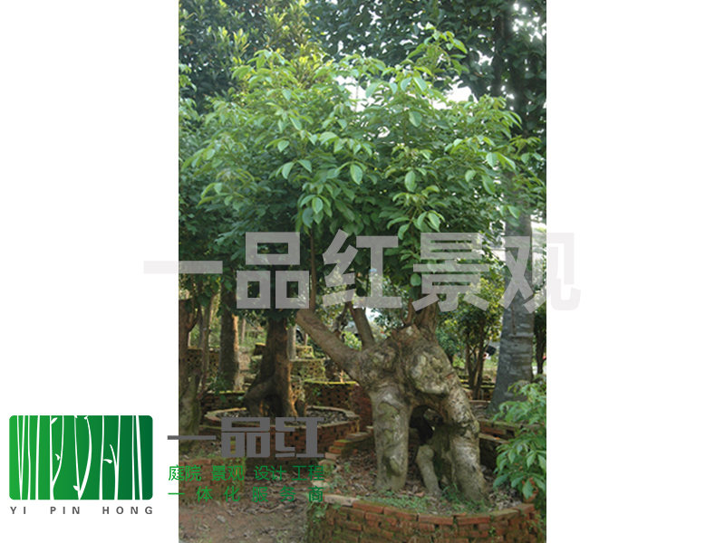 供应秋枫