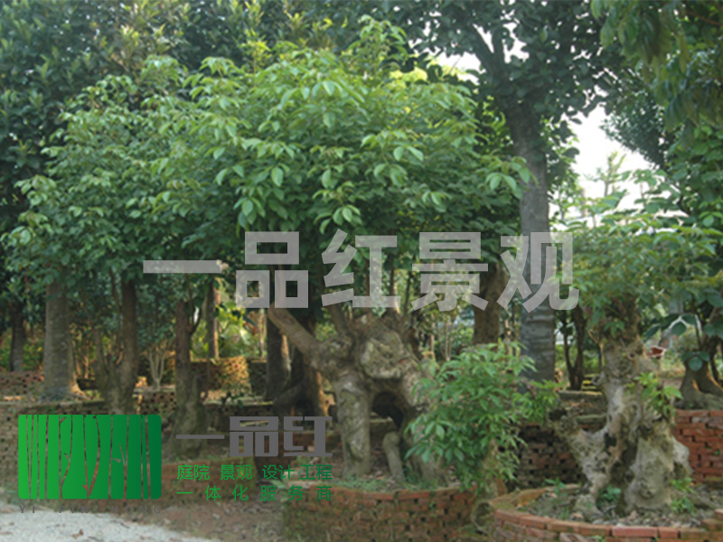供应秋枫