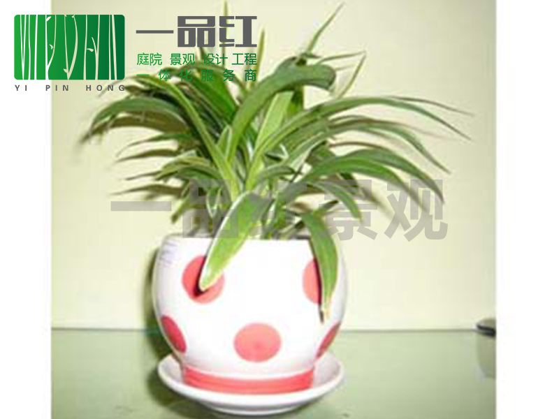 租摆（小）-银边草