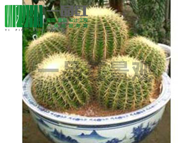 租摆（小）-金琥组景