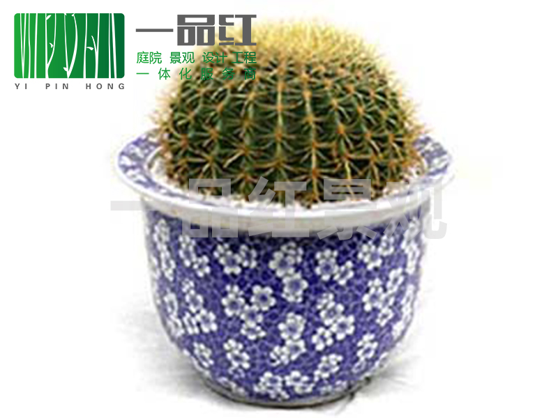 租摆（小）-金琥