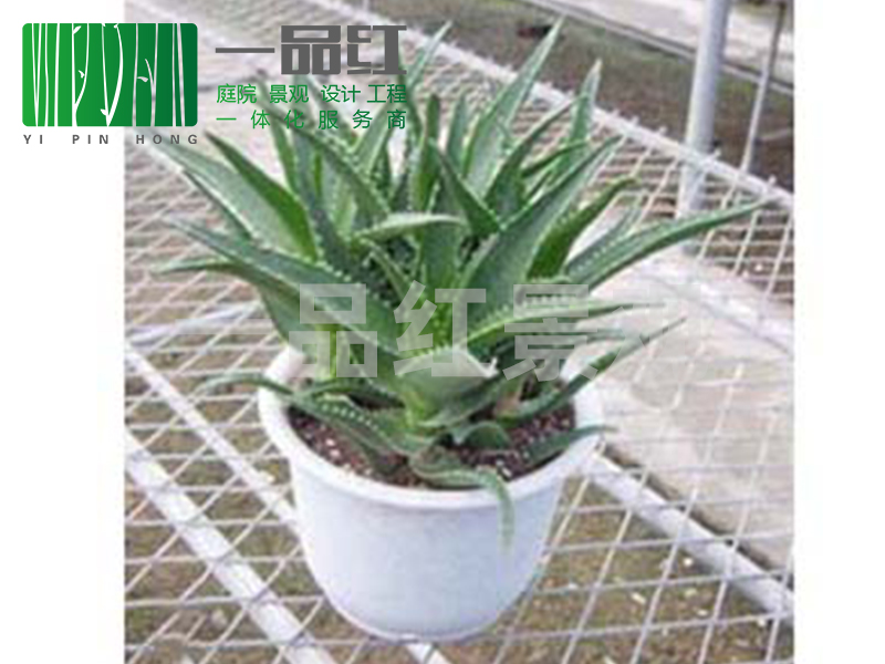 租摆（小）-芦荟