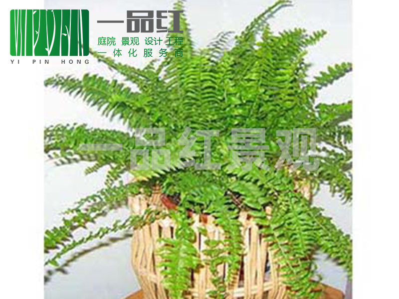 租摆（小）-波斯顿蕨
