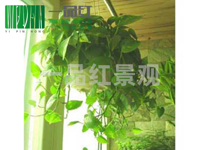 租摆（小）-小绿萝